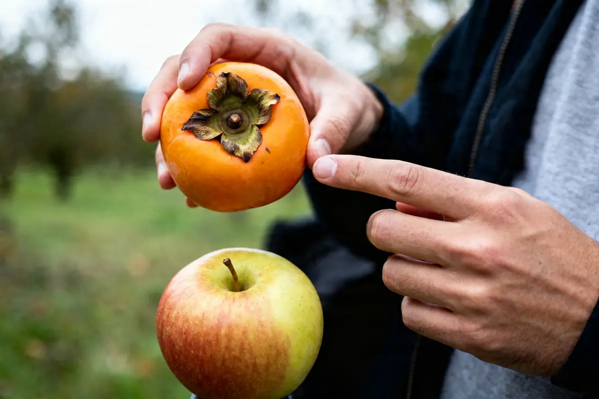 Main montrant kaki et pomme, illustrant comment manger le fruit kaki facilement apprendre