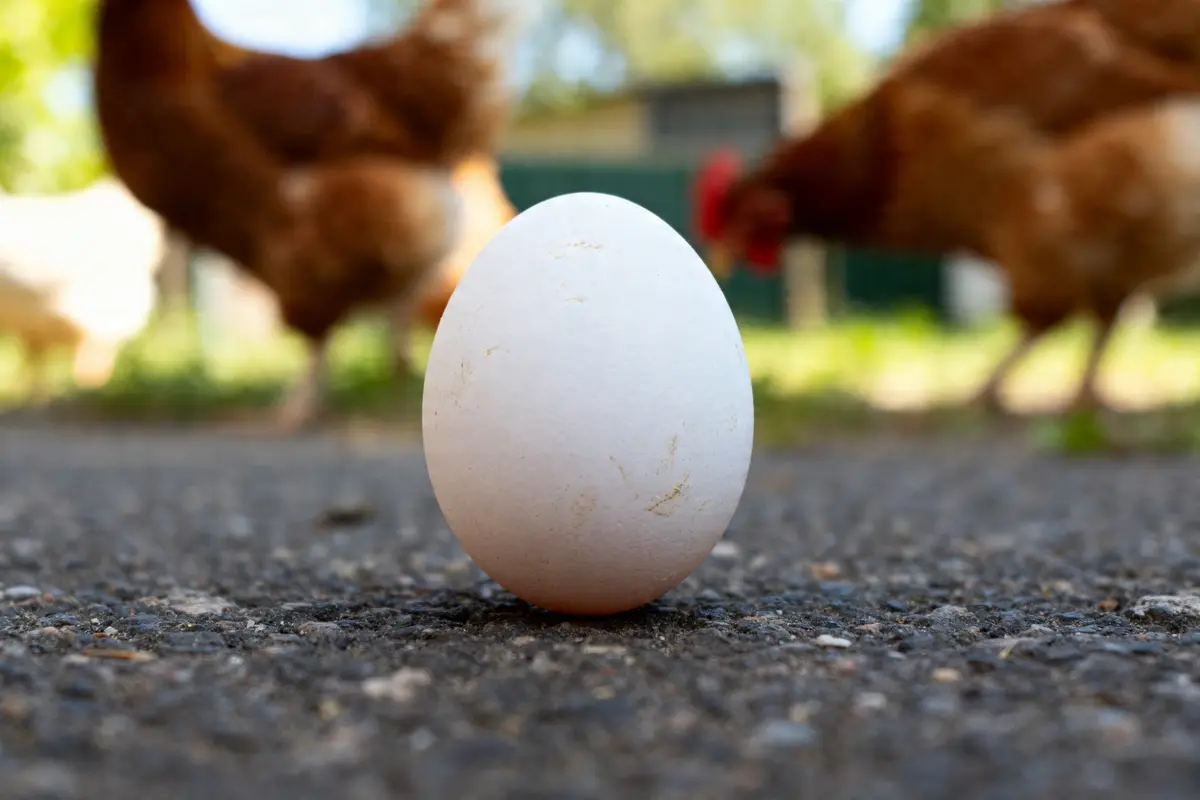 Œuf entier posé au sol avec poules rôdant autour, poids d'un blanc d'œuf inclus