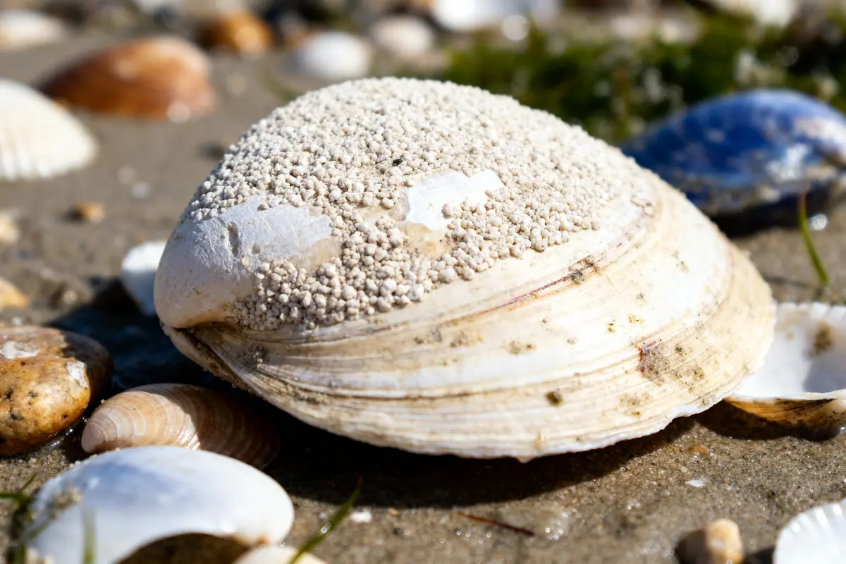 Coquille St Jacques bretonne ou normande : Quelle différence ?