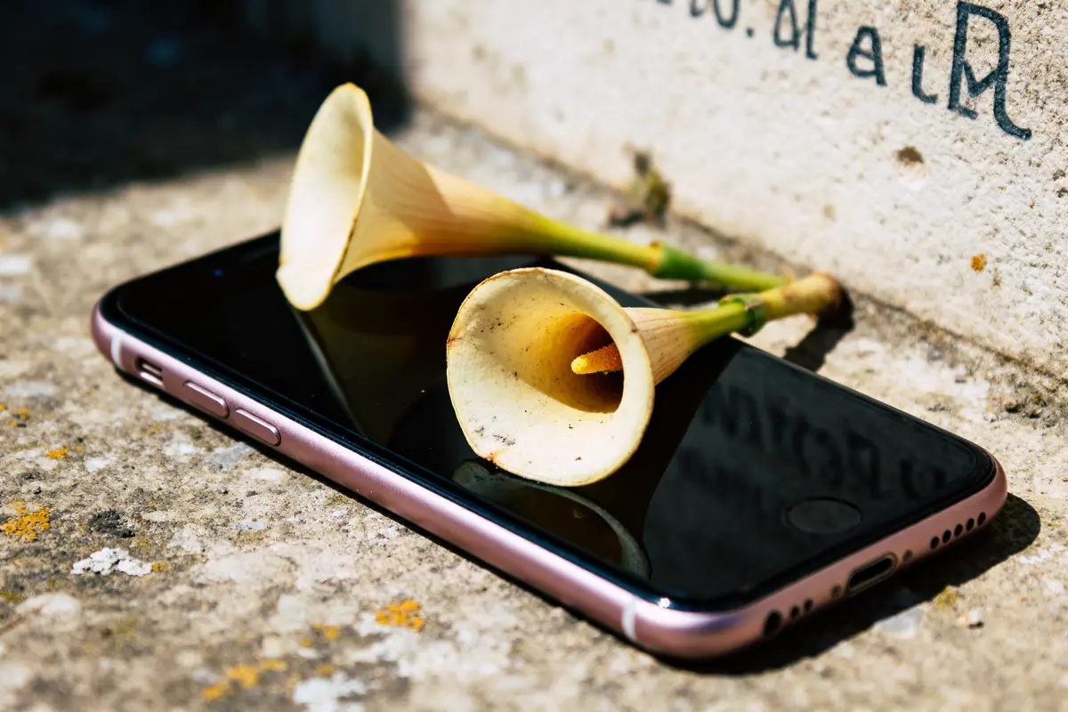 Smartphone noir avec deux fleurs jaunes posées dessus pour conserver les trompettes-de-la-mort
