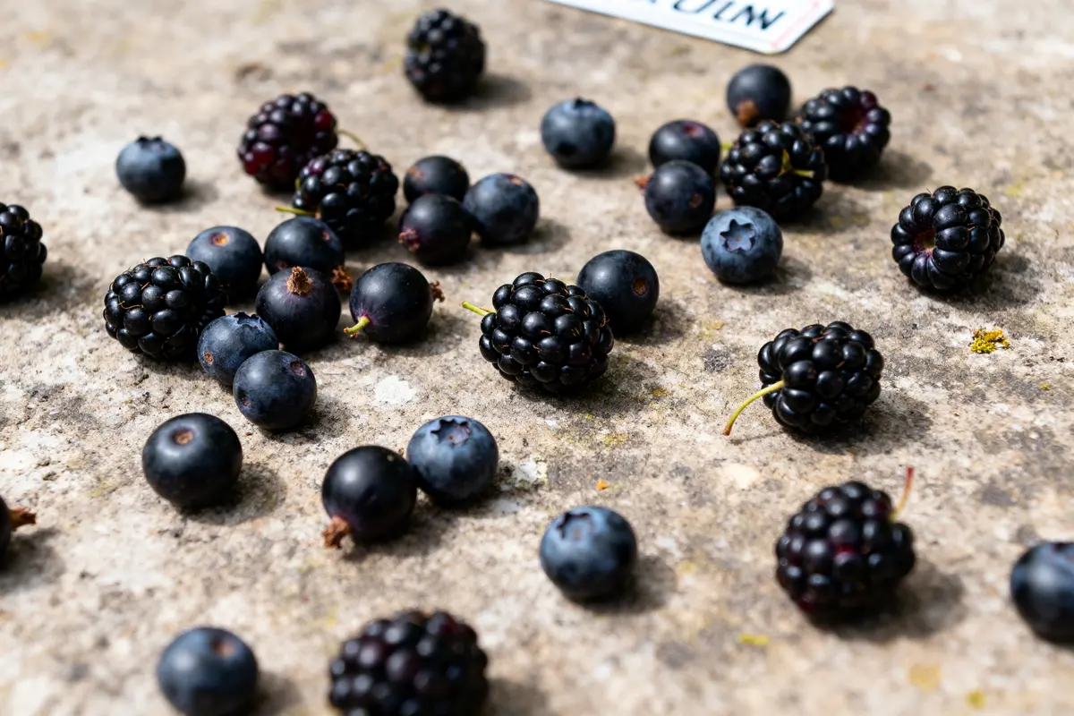 Mûres et myrtilles dispersées sur sol, illustrant une variété de fruit noir.